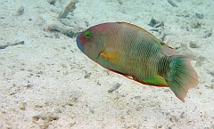 IMG_0946rf_Maldives_Madoogali_House reef_Labre maori tribole_Cheilinus tribolatus